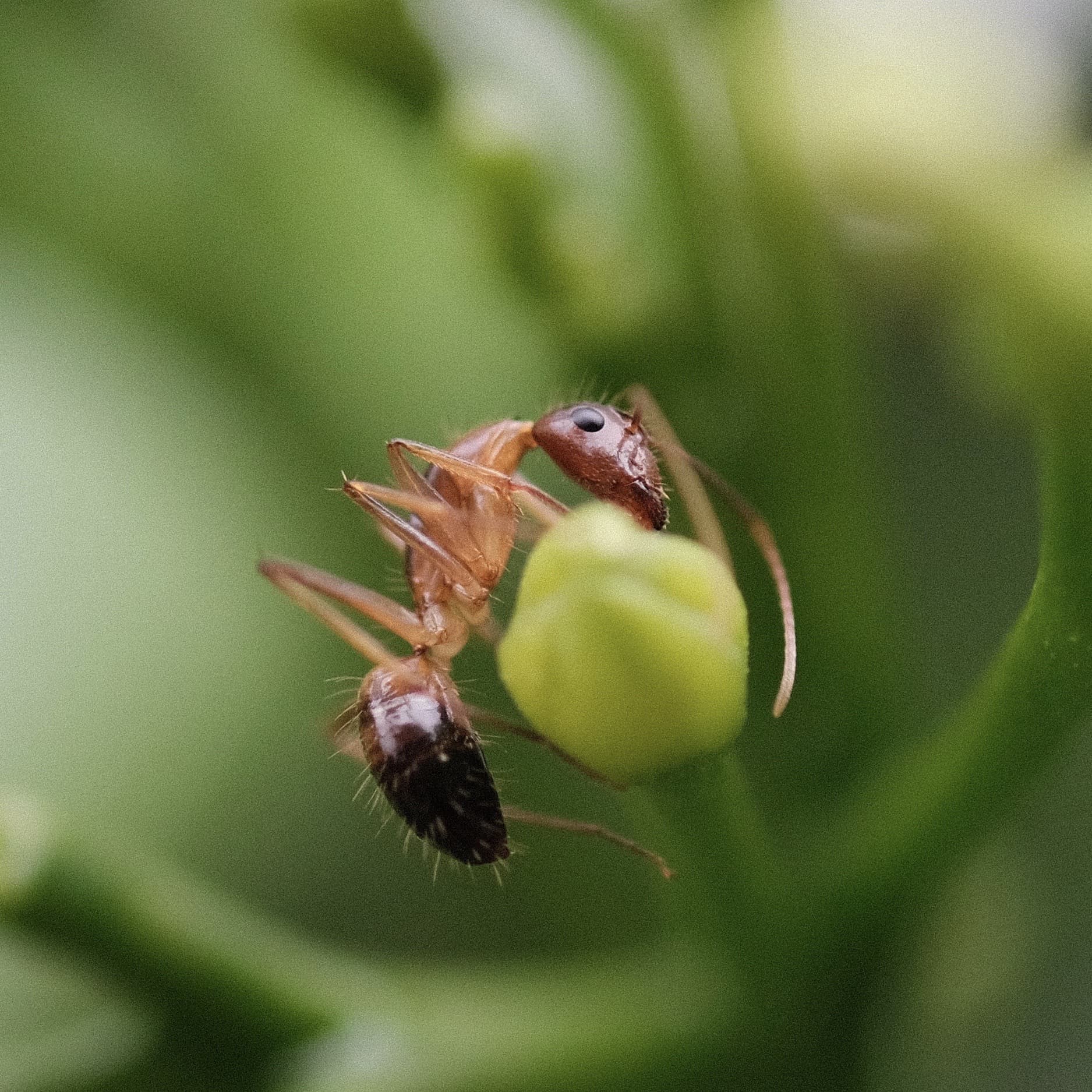 sample insect 60mm f/2.4 macro fuji