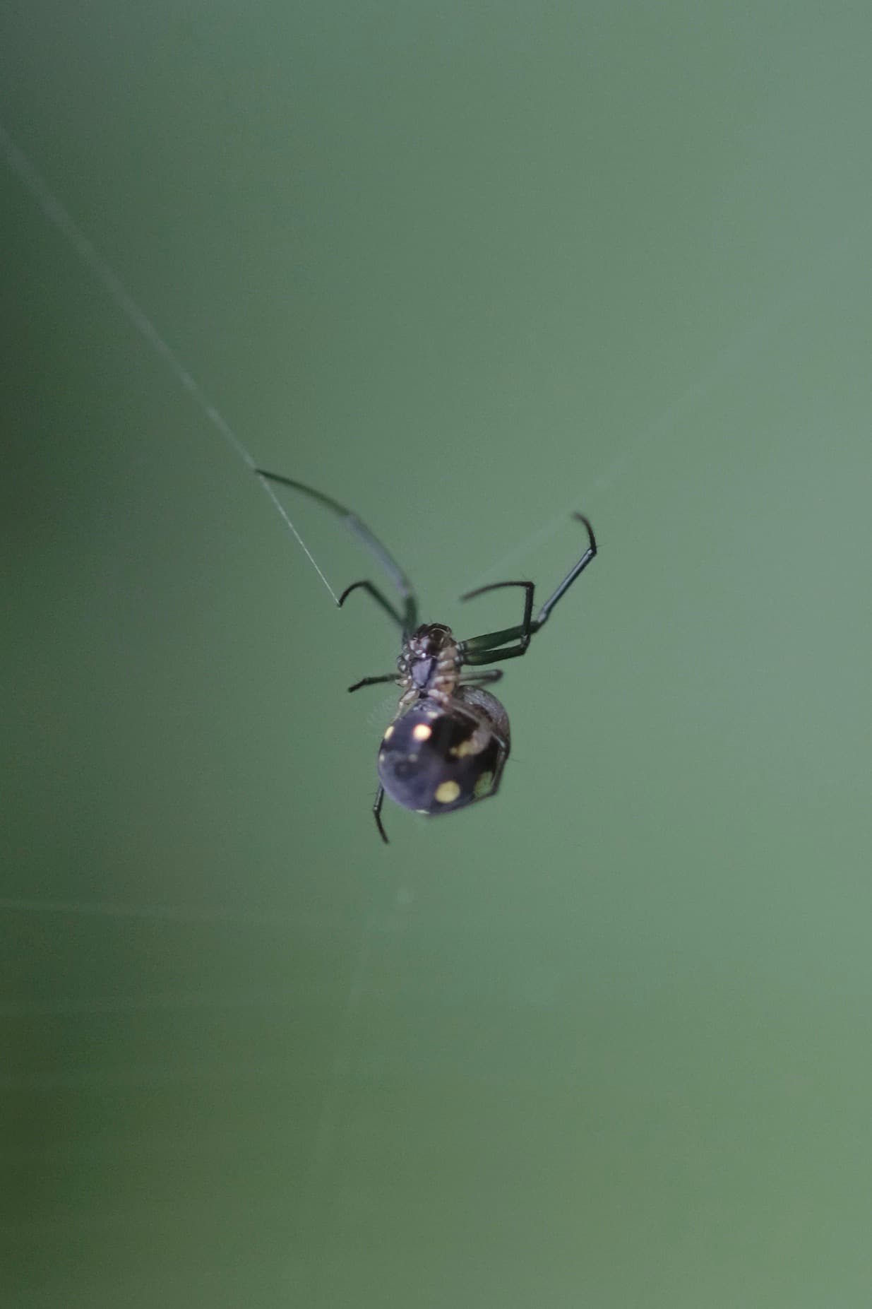 sample insect 60mm f/2.4 macro fuji