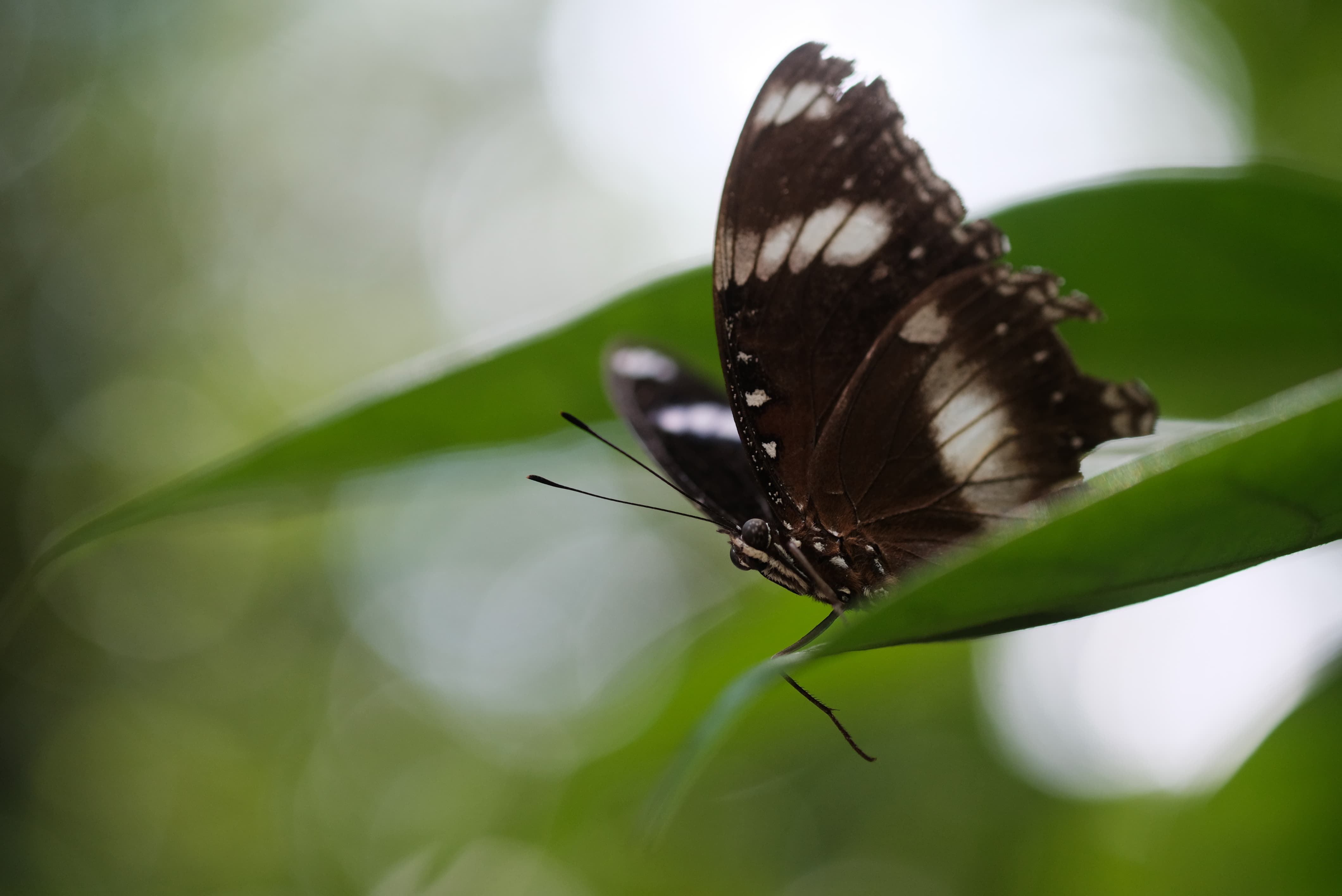 sample butterfly 60mm f/2.4 macro fuji