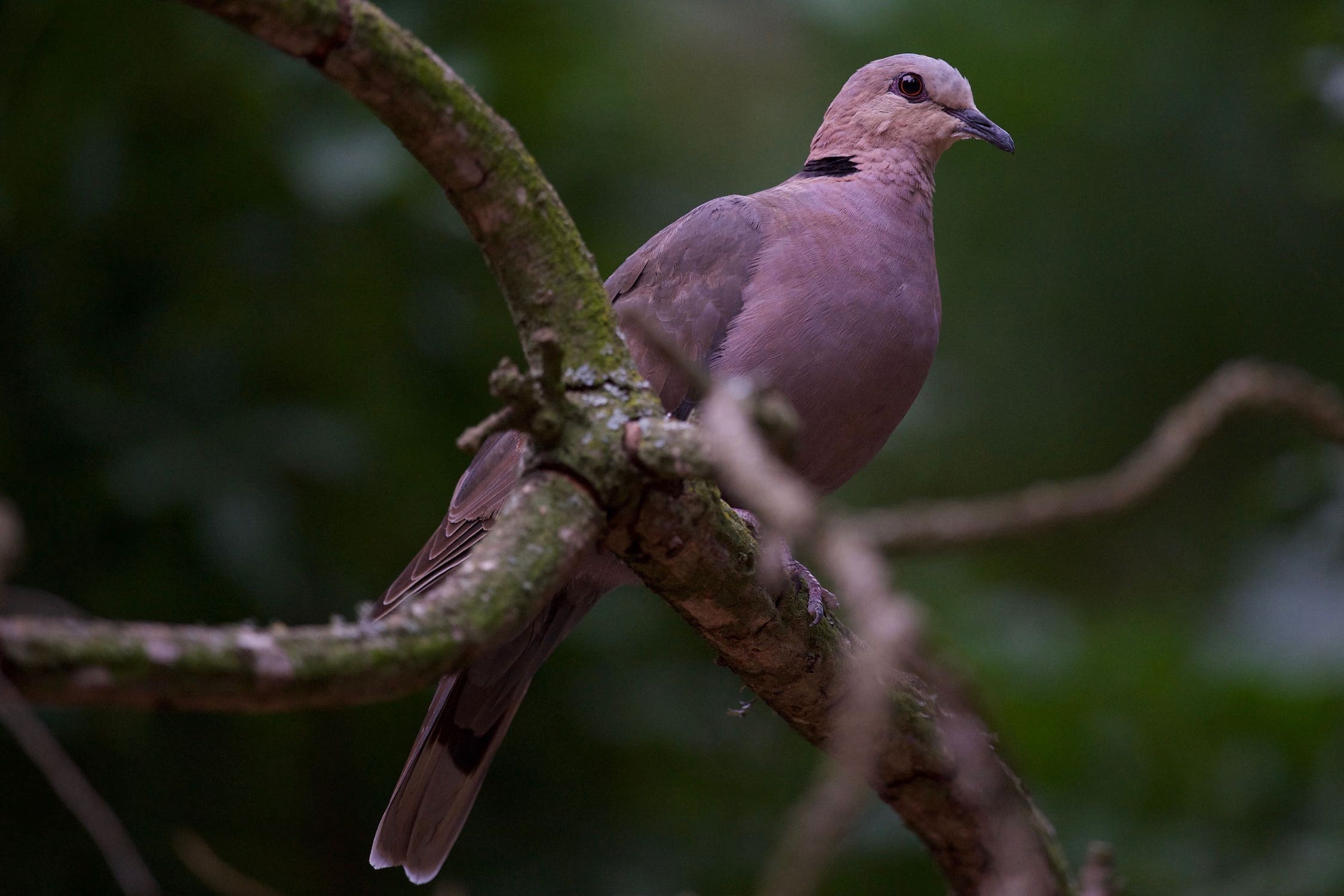 Df birding Nikon Addo National Park