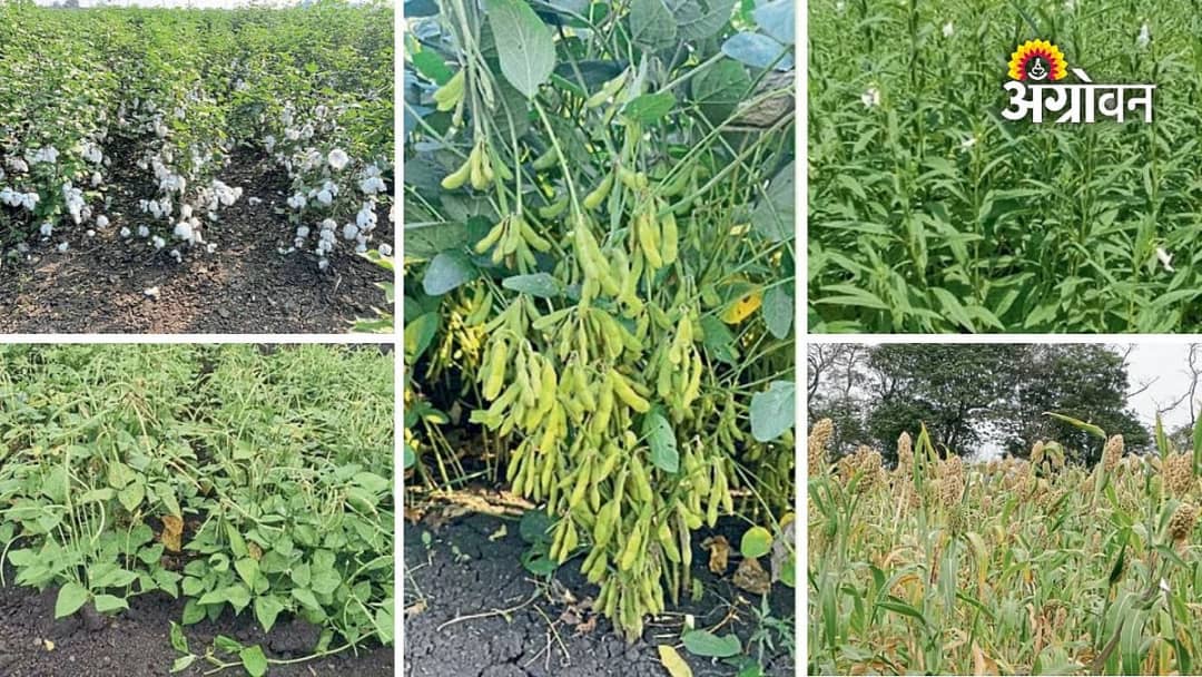 [परभणी] वनामकृविच्या सहा नवीन पिकांच्या वाणांना केंद्रीय स्तरावर अधिकृत मान्यता