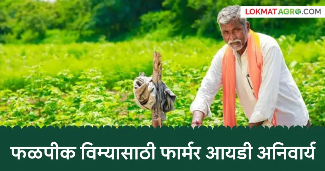 नाशिकमध्ये हवामान आधारित फळ पीक विम्यासाठी फार्मर आयडी बंधनकारक कला