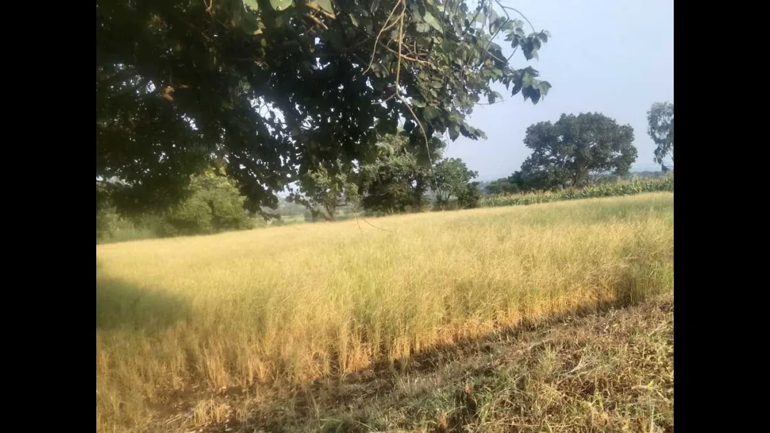 पंजाबमध्ये किसान क्रेडिट कार्डधारकांसाठी पीक कर्ज नियम कडक