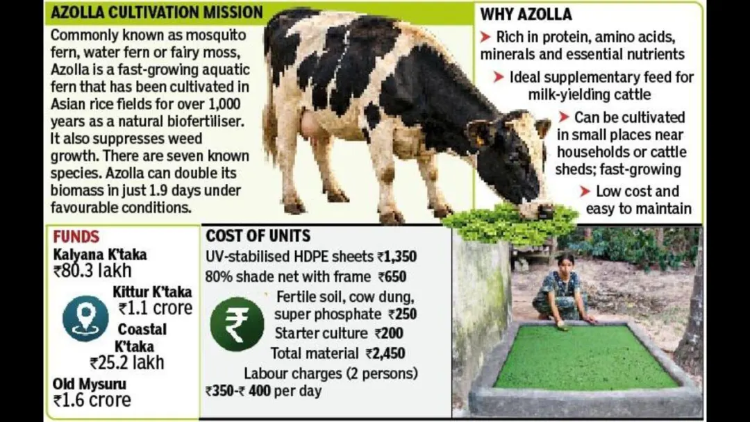 कर्नाटक सरकारचा ३.८ कोटी रुपयांचा अझोला प्रकल्प दुग्ध व्यवसायिकांसाठी सुरू