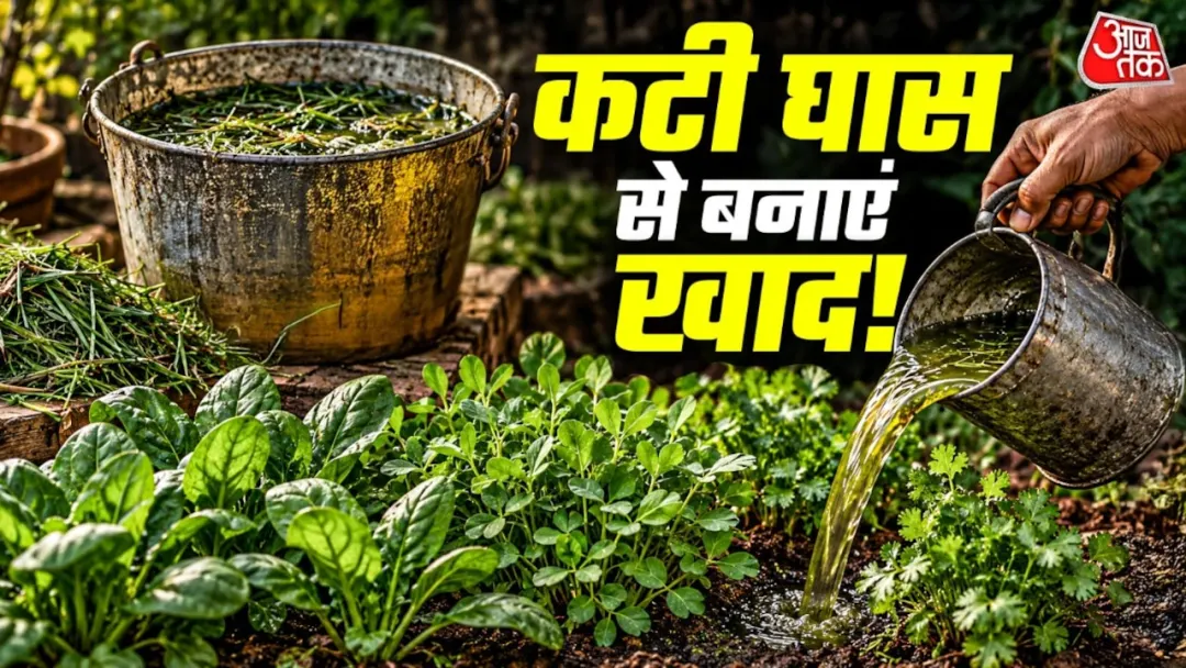 बागेतील गवतापासून दहा दिवसांत तयार करा नायट्रोजनयुक्त नैसर्गिक द्रव खत