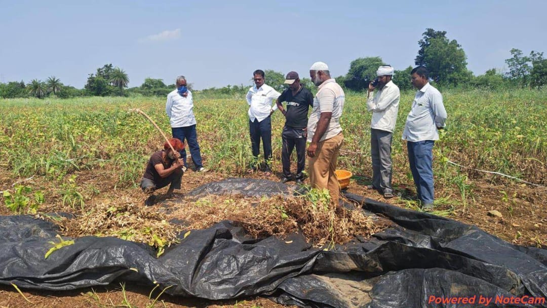 मराठवाड्यातील तीव्र दुष्काळामुळे महाराष्ट्रातील सोयाबीन पीक संकटात
