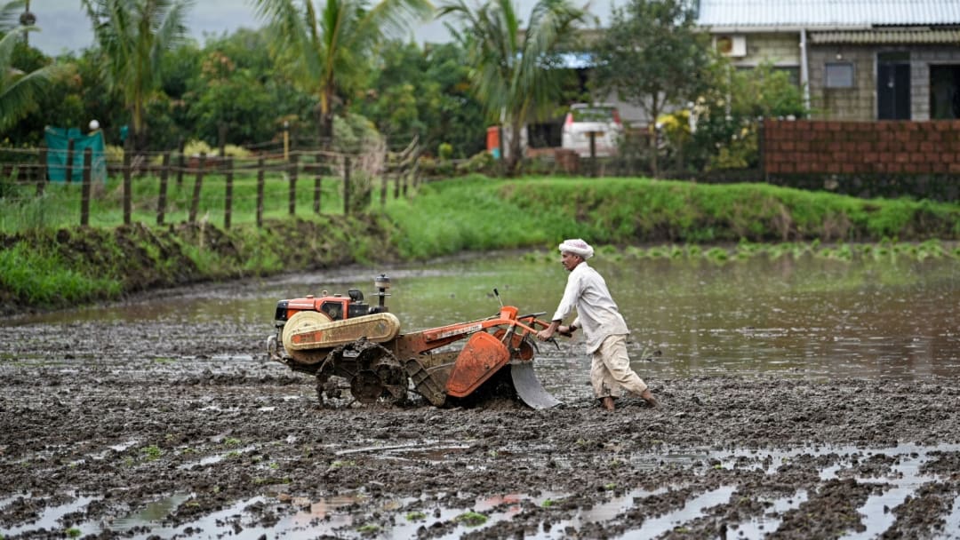 भारतात पावसाची १३ टक्के तूट, रब्बी हंगामातील पिकांवर संकटाचे सावट