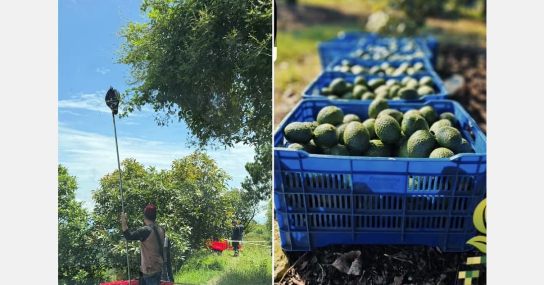 मेक्सिकोने २०२५ च्या हंगामात ६ अब्ज पाउंड एवोकॅडोचे उत्पादन केले