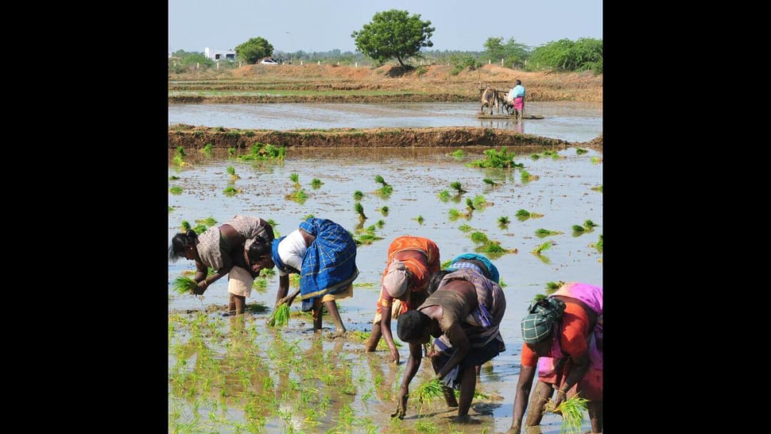 मेट्टूर धरणातील पाणीसाठा घटला, डेल्टा भागात केवळ दहा दिवसांचे पाणी