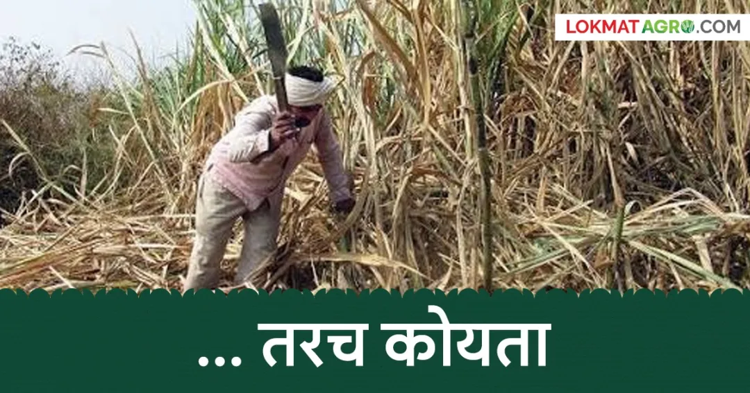 स्वाभिमानी शेतकरी संघटनेची उसाला ५५०० रुपये दराची आक्रमक मागणी