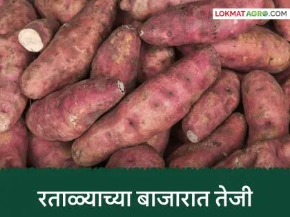 नवरात्र उपवासामुळे बाजारात रताळ्याच्या भावात वाढ, दर काय?