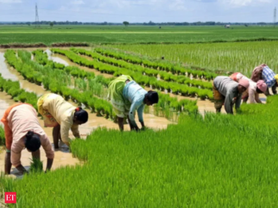 वाढत्या तापमानामुळे भारतातील पिकांच्या उत्पादनात घट आणि शेतकऱ्यांचे नुकसान