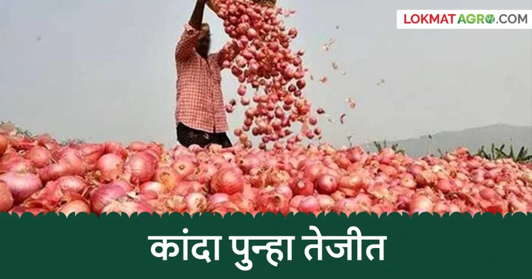 लासलगाव बाजार समितीत कांद्याचे दर ४,७०० रुपये प्रति क्विंटलवर