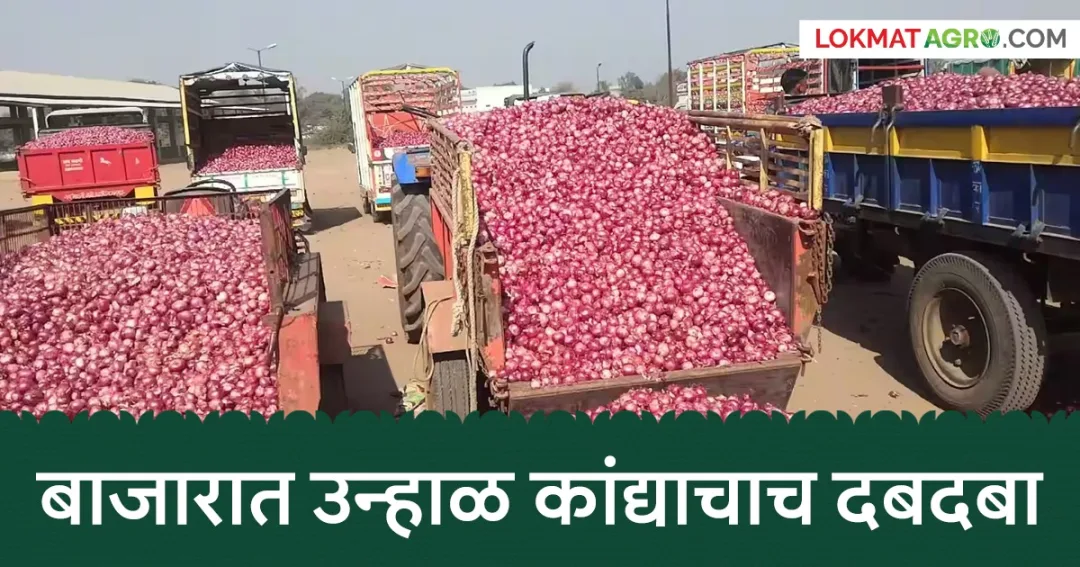 महाराष्ट्रात कांदा आवक १,१७,३३१ क्विंटल, उन्हाळ्याला सरासरी ₹४,१००