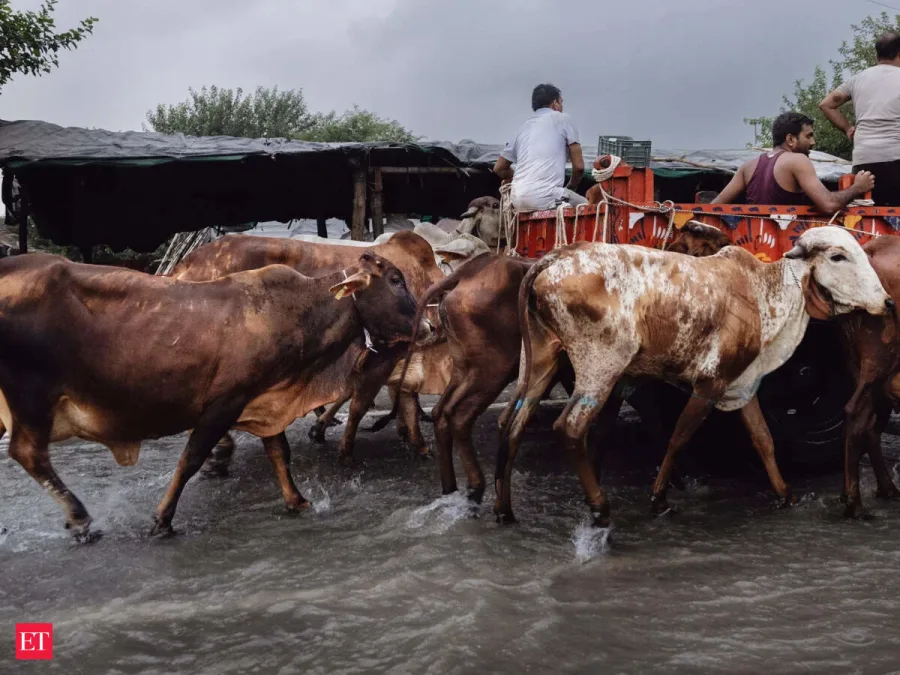 उत्तर प्रदेश: देशी गाय खरेदीवर शेतकऱ्यांना ₹४०,००० चे अनुदान