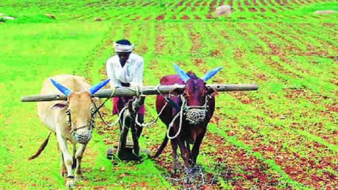 पीएम-किसान: महाराष्ट्रातील ९१ लाख शेतकऱ्यांच्या खात्यात १,८३५ कोटी रुपये जमा