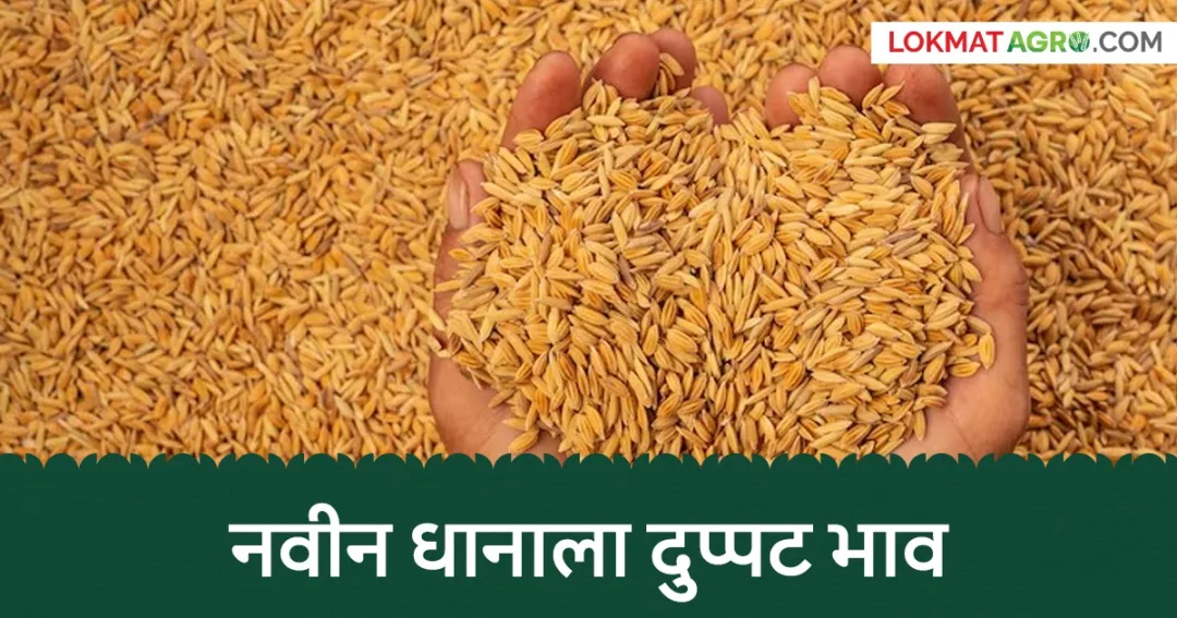 गडचिरोलीत जुन्या धानाला ₹५,००० प्रति क्विंटलचा विक्रमी भाव