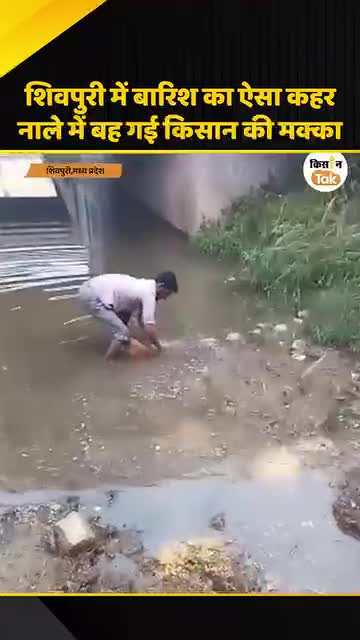 शिवपुरी: मुसळधार पावसाने मका पिकाचे मोठे नुकसान, शेतकऱ्यांची तातडीने पंचनाम्याची मागणी