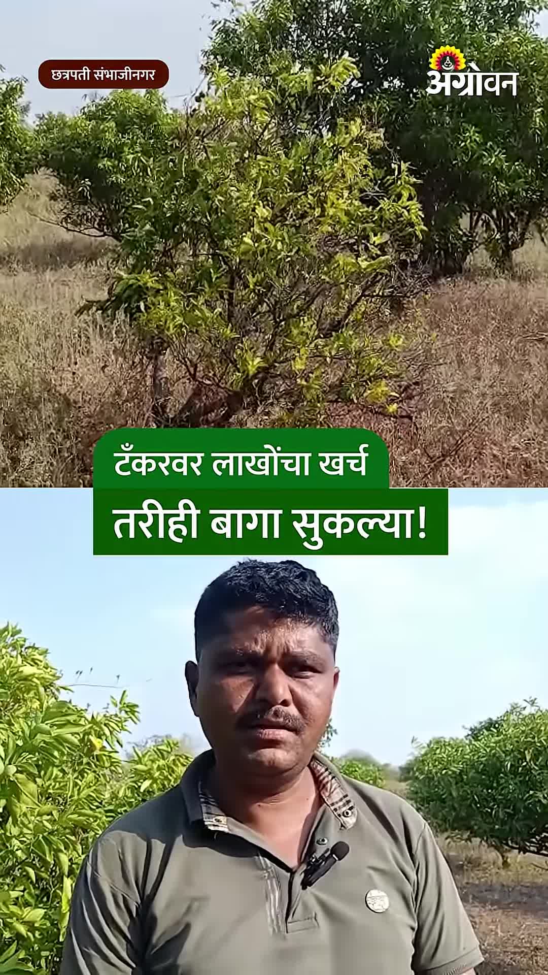पैठणमध्ये मोसंबीच्या बागा सुकल्या; लाखोंचा खर्च वाया, शेतकरी कर्जात