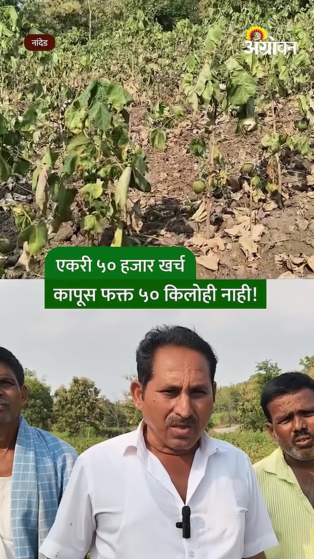 पावसाने साथ सोडली; हवालदिल शेतकऱ्याने तीन एकरांतील कापूस उपटून फेकला