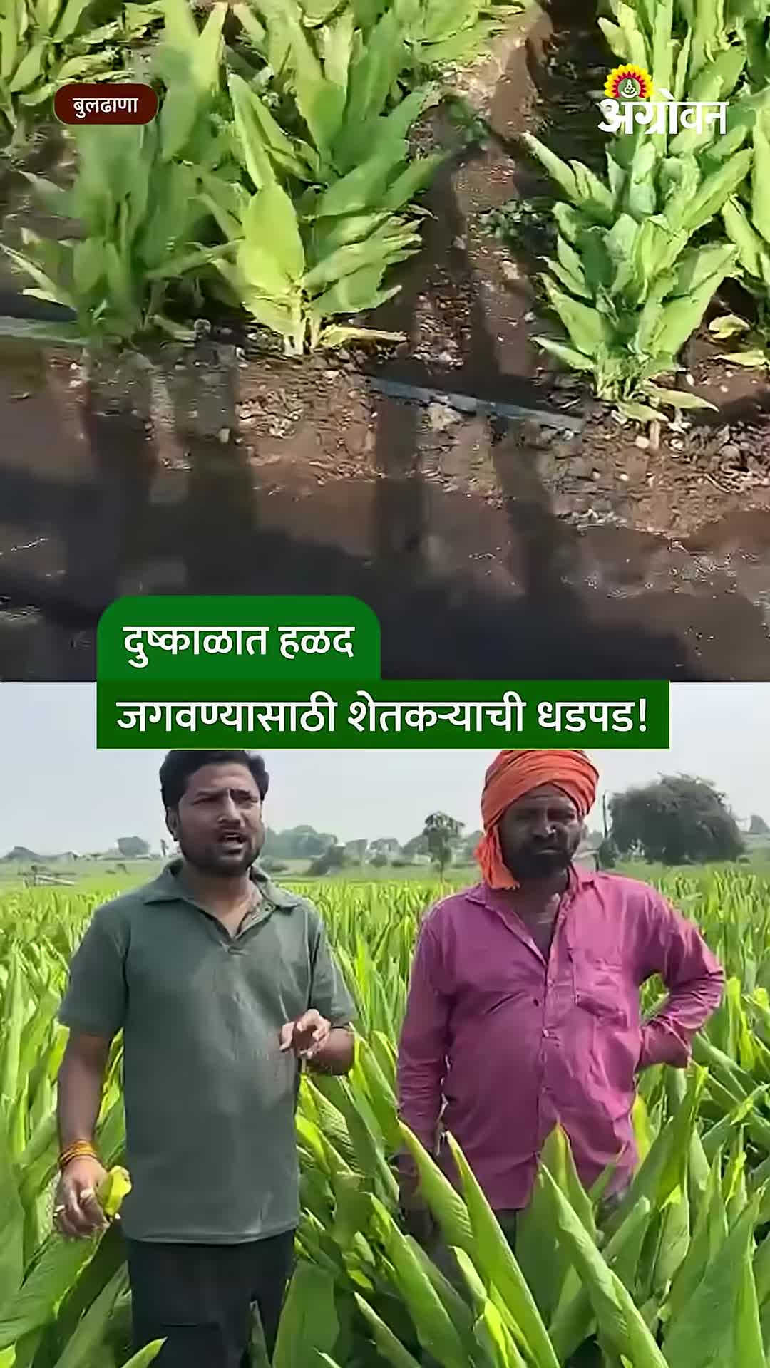 बुलढाणा दुष्काळ: हळद वाचवण्यासाठी ८ किमीवरून १ हजाराचा टँकर; लोणारमधील शेतकऱ्यांची धडपड