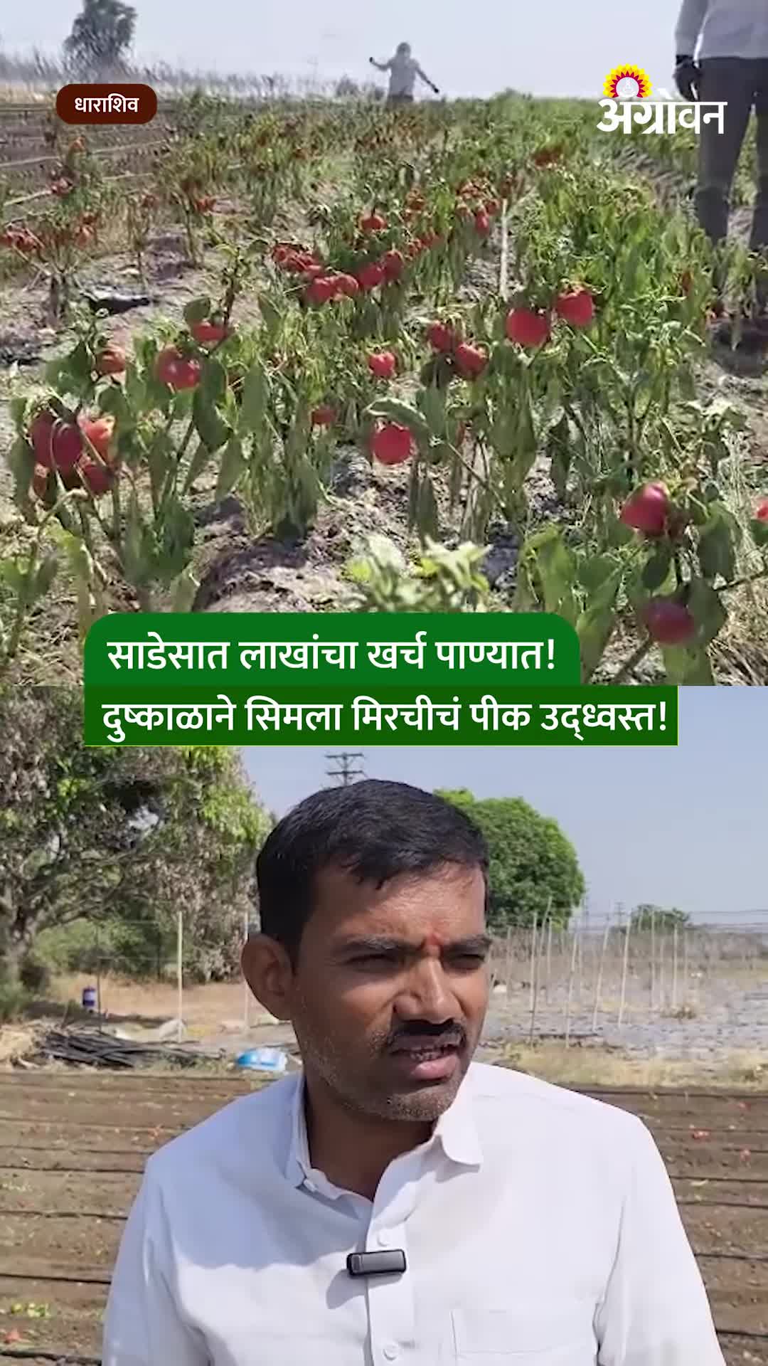 धाराशिव दुष्काळ: साडेसात लाख खर्चूनही पाणीटंचाईने पीक करपले; वैतागलेल्या शेतकऱ्याने ५ एकरांतील सिमला मिरचीवर फिरवला रोटावेटर