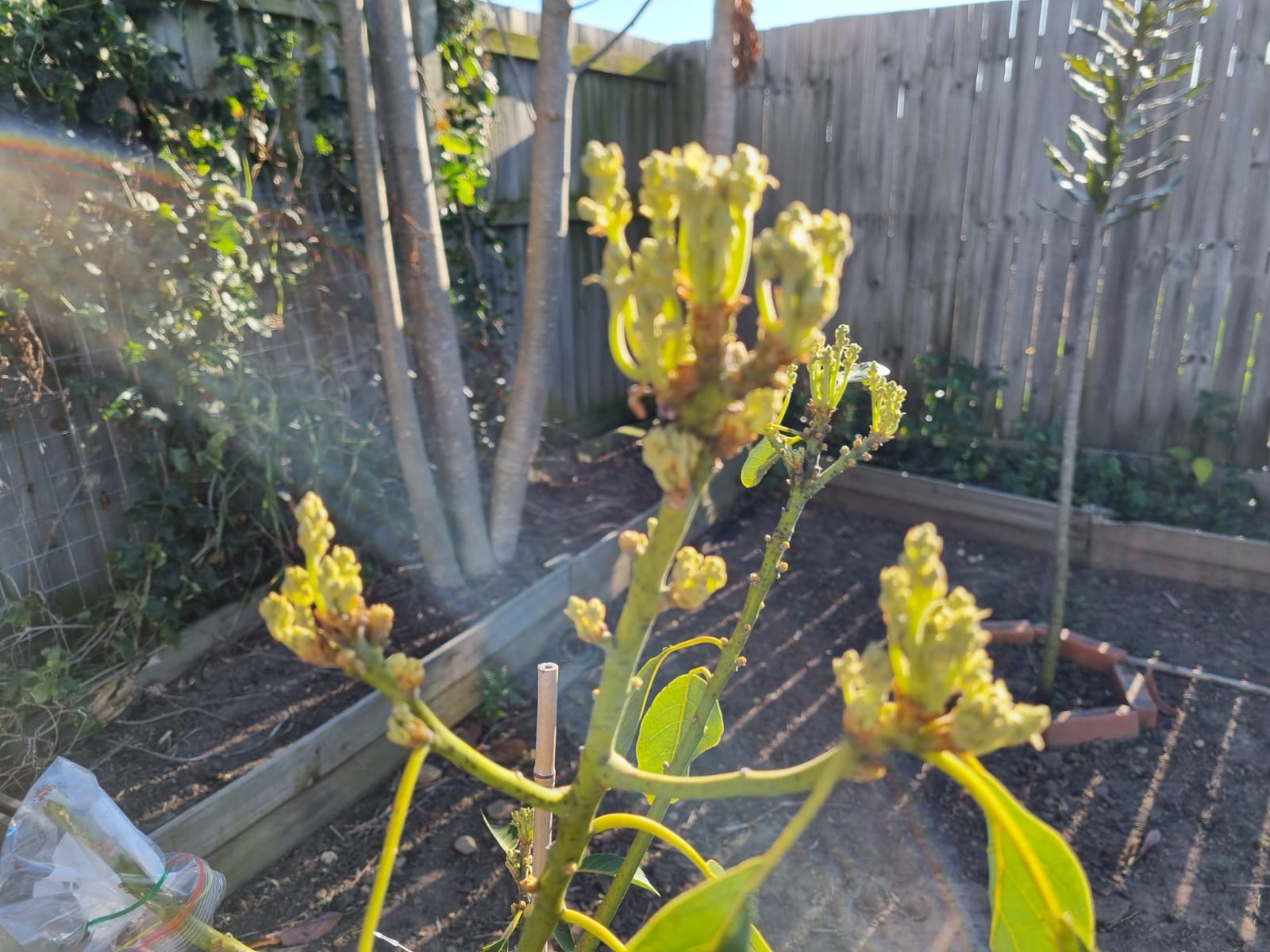 Avocado in my brisbane backyard