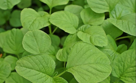 Amaranth Green Seeds