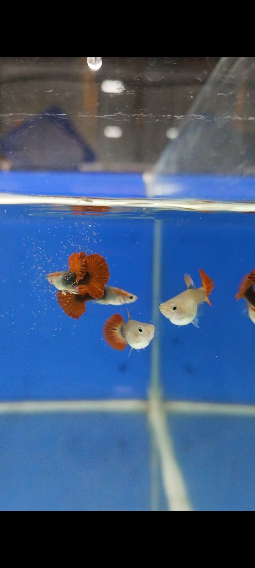 HB red rose cauli dorsal - Premium Guppies for sale online at NeoBlue