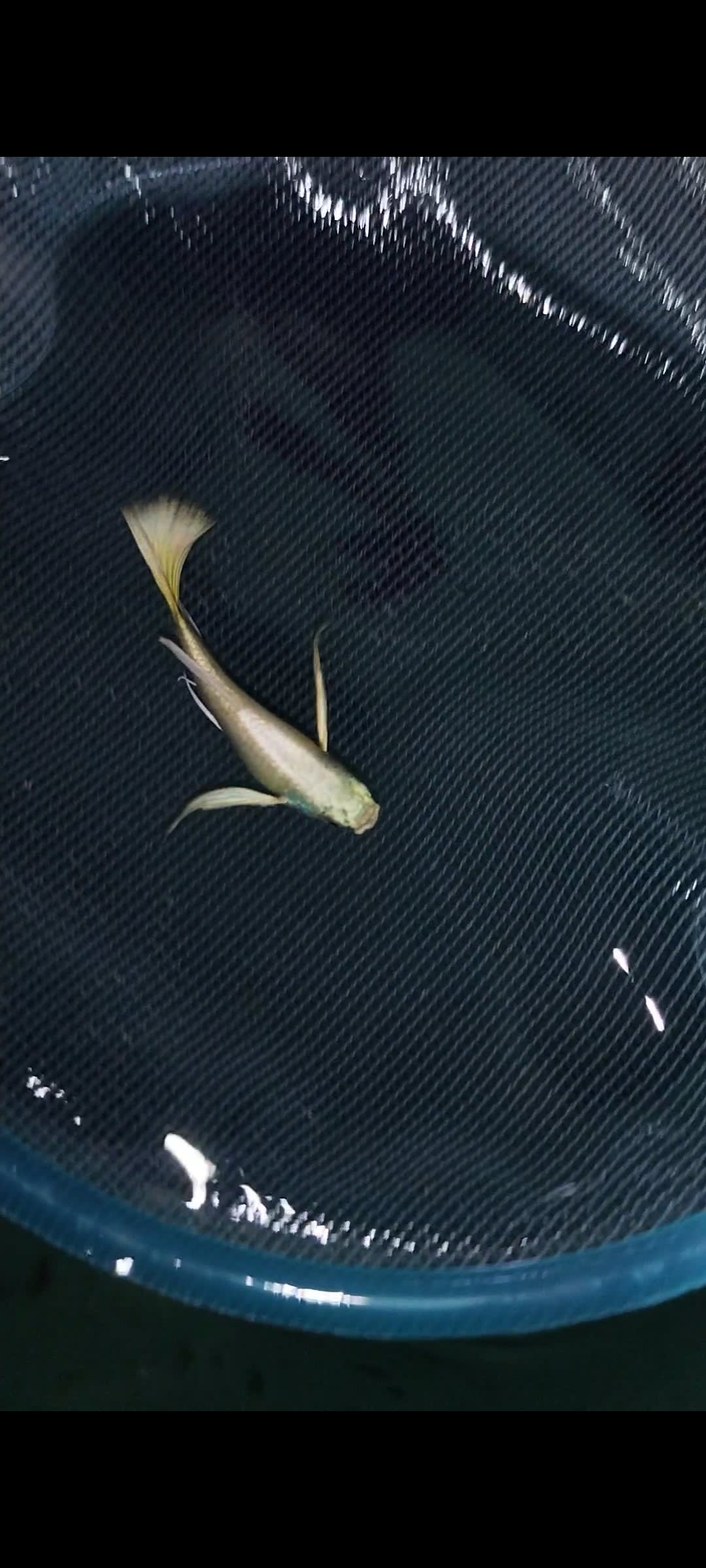 Full gold gullwings ribbon - Premium Guppies for sale online at NeoBlue