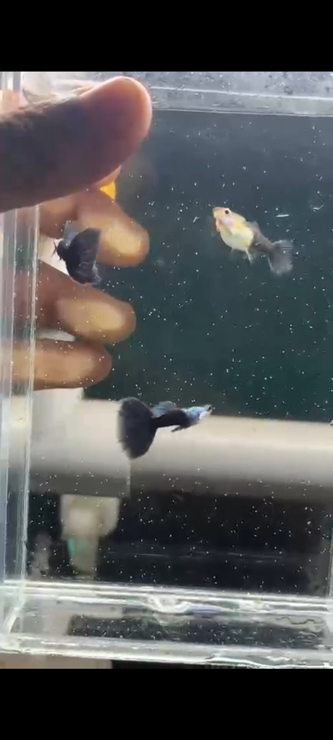 HB blue silver rado - Premium Guppies for sale online at NeoBlue