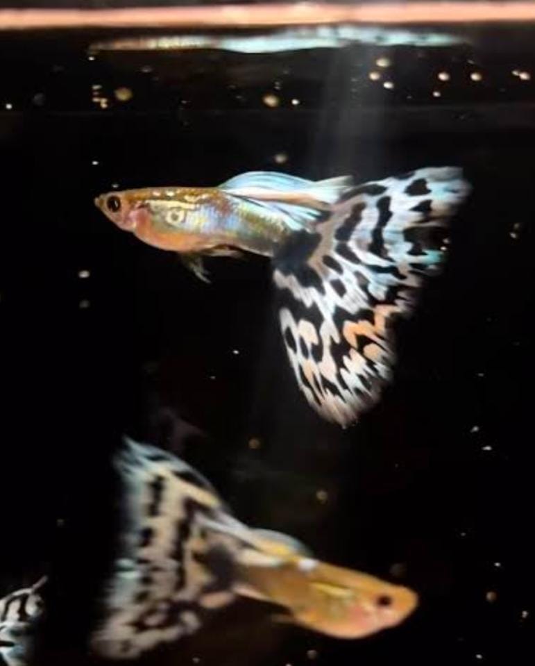 Pandora blue mosaic - Premium Guppies for sale online at NeoBlue