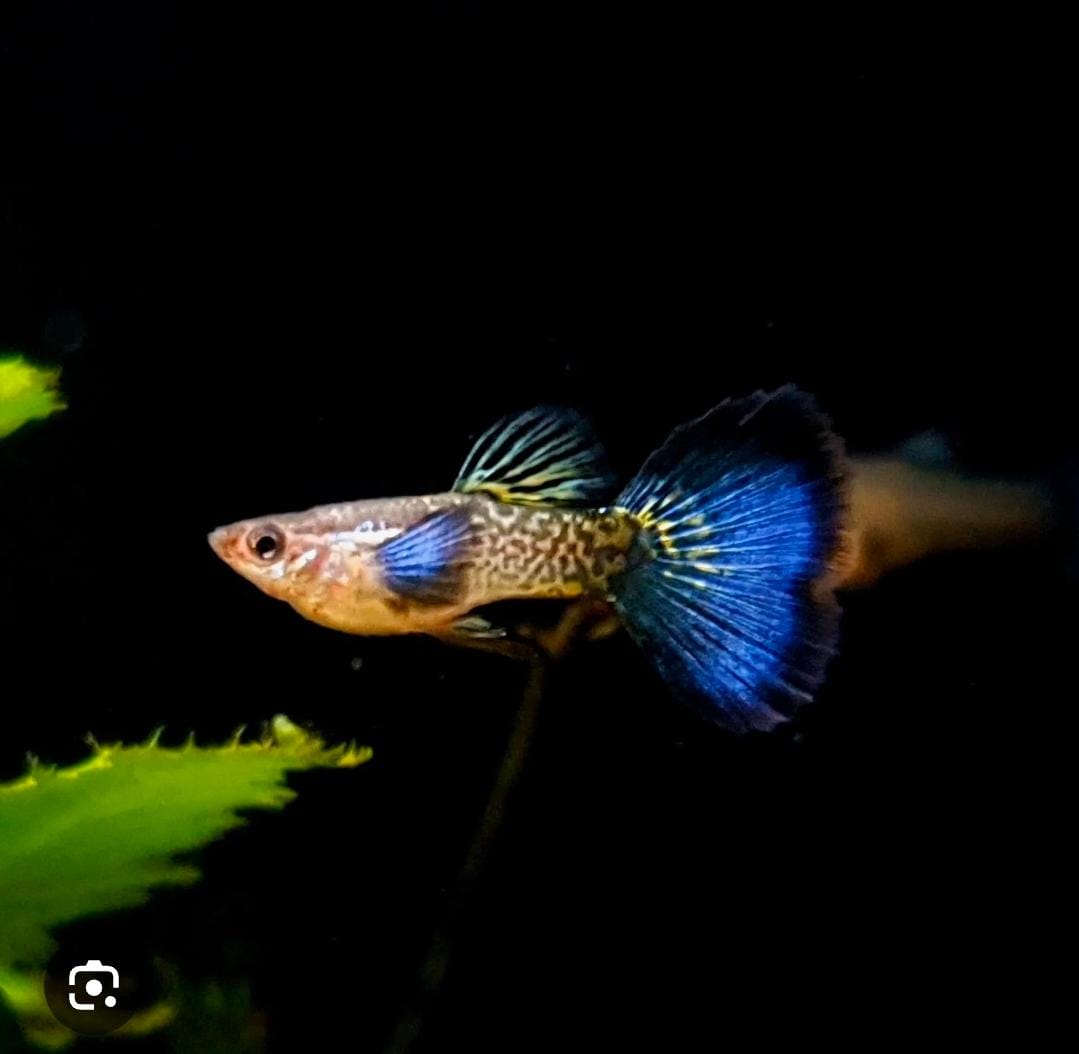 Snake skin blue dumbo ear - Premium Guppies for sale online at NeoBlue