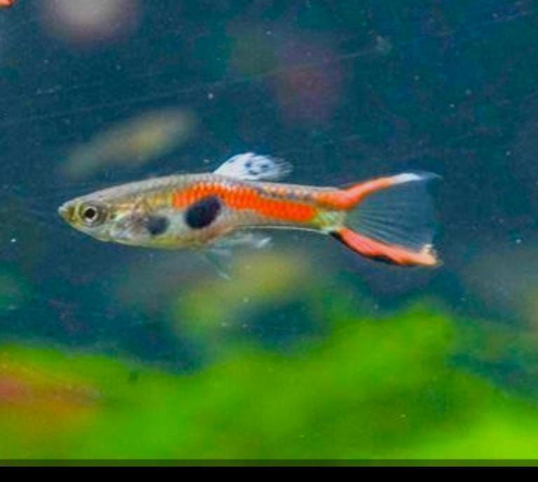 Black bar endler - Premium Guppies for sale online at NeoBlue