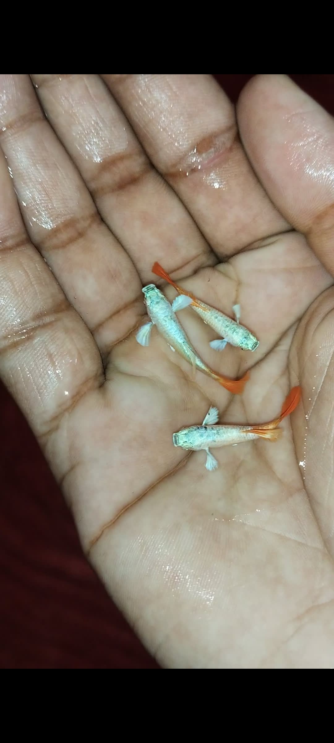 Santa white ear - Premium Guppies for sale online at NeoBlue