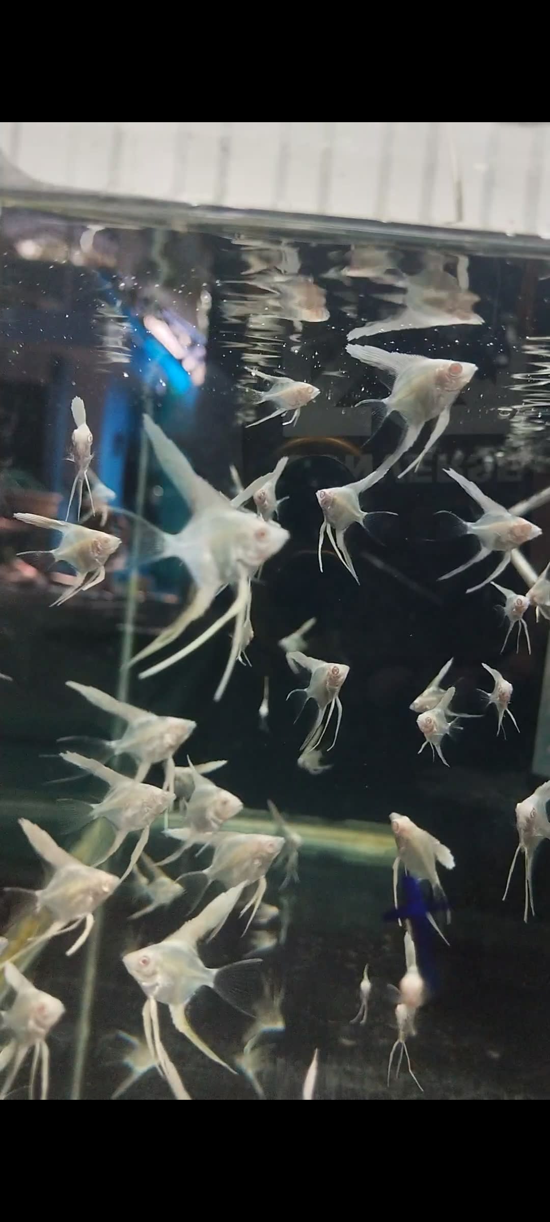 Albino platinum white veil tale - Premium Angels for sale online at NeoBlue