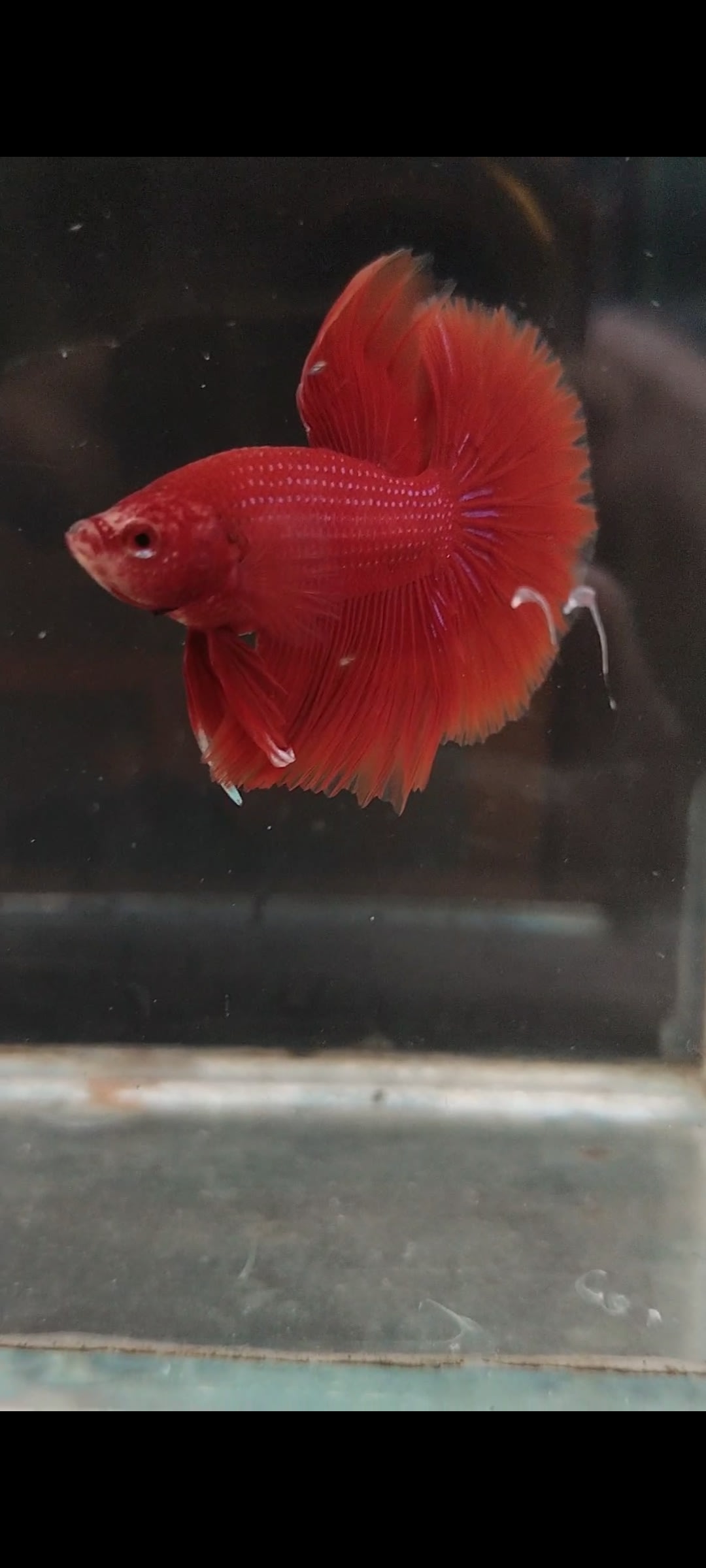 Full red OHM - Premium Bettas for sale online at NeoBlue