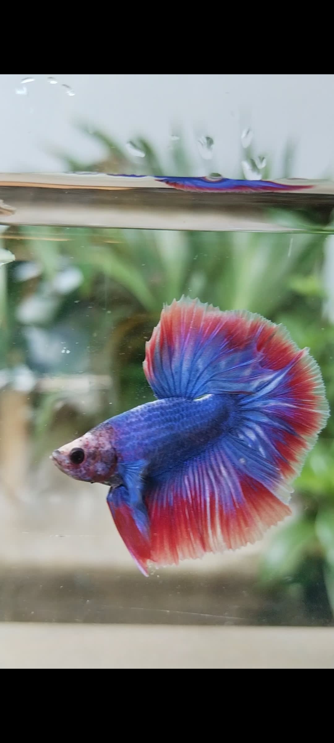 Thaiflag ohm - Premium Bettas for sale online at NeoBlue