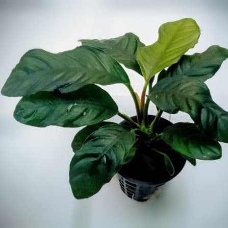 Anubias barteri (Anubias barteri) - Premium Plants for sale online at NeoBlue