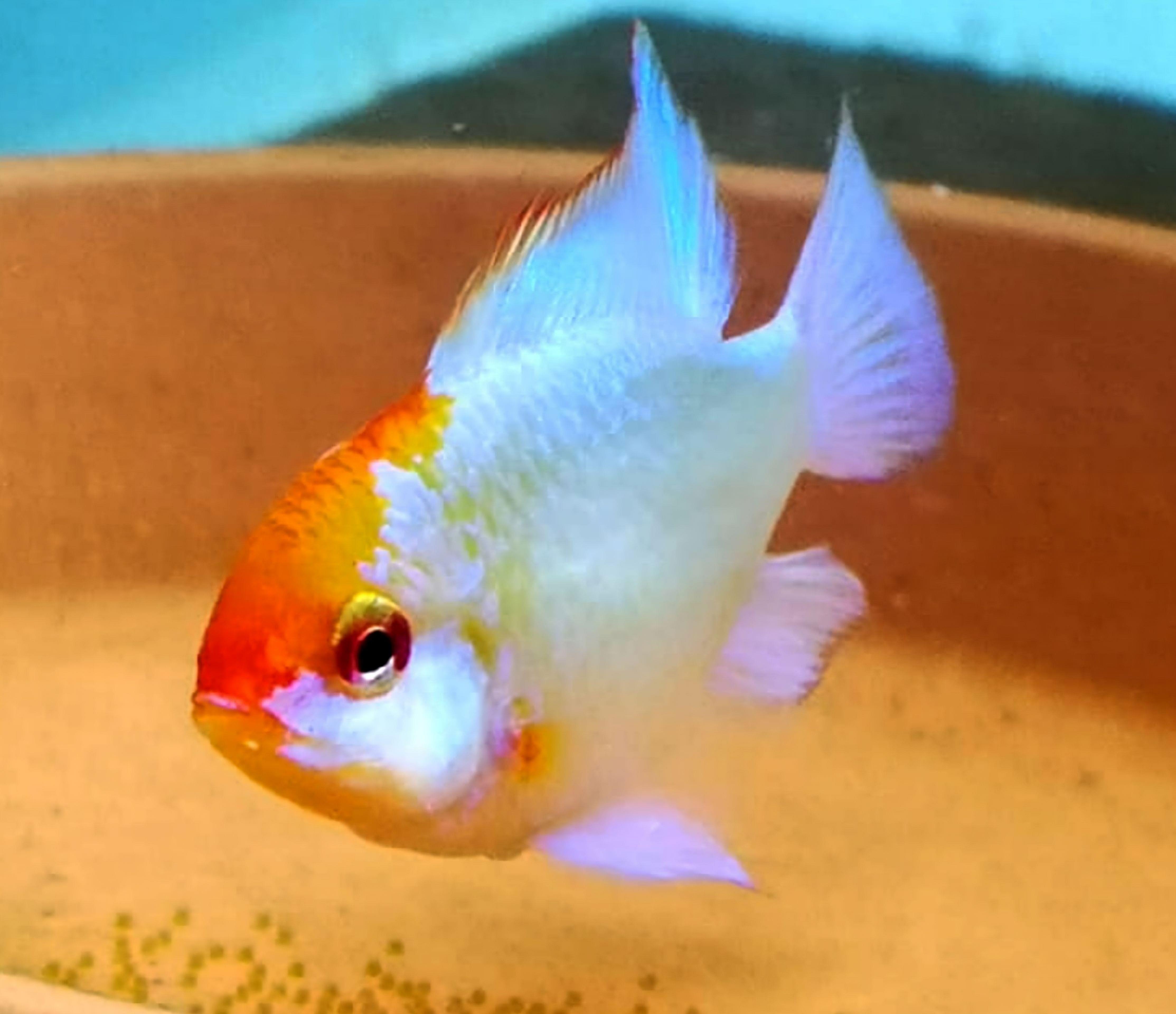 Powder blue ram (Mikrogeophagus ramirezi) - Premium Ram Cichlid for sale online at NeoBlue