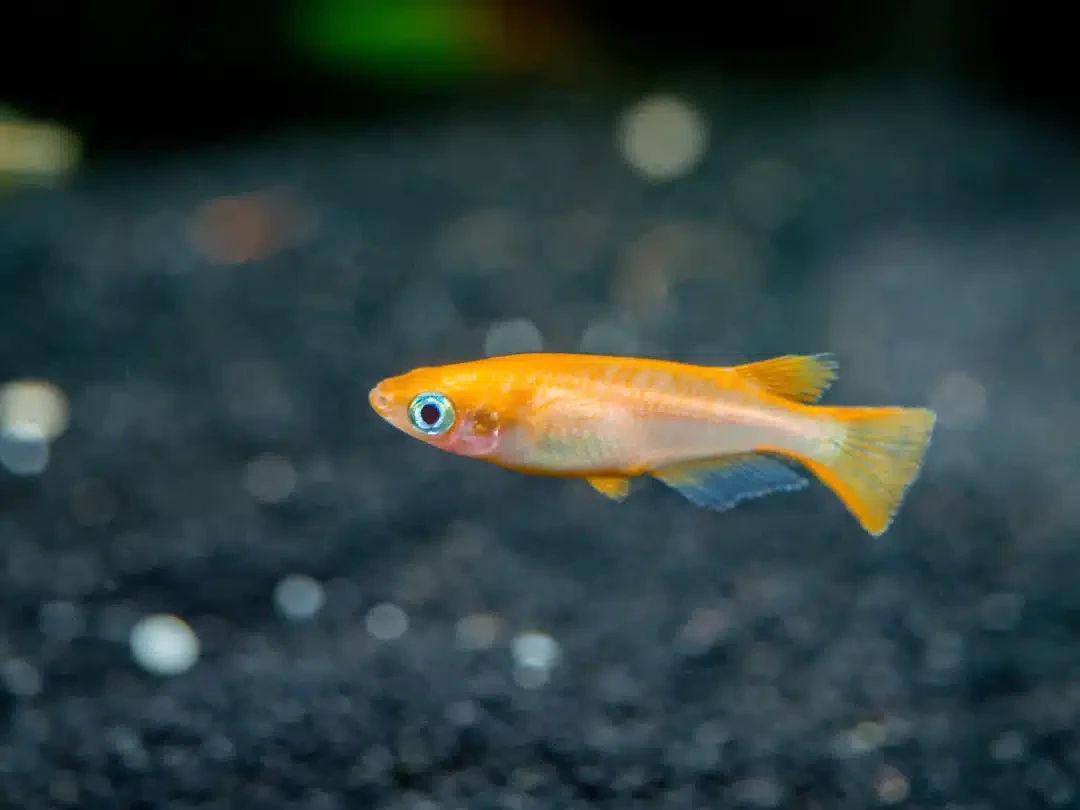 Orange Ricefish (Oryzias latipes) - Premium Ricefish for sale online at NeoBlue
