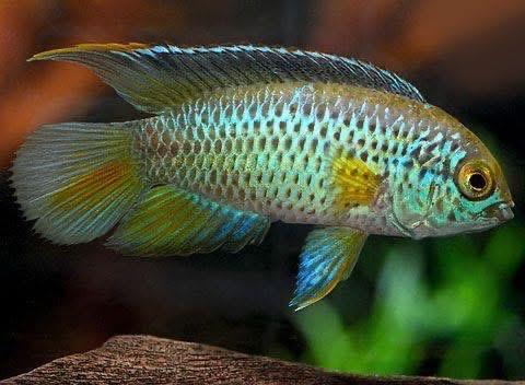 Nannacara Pair (Nannacara anomala) - Premium Dwarf Cichlid for sale online at NeoBlue