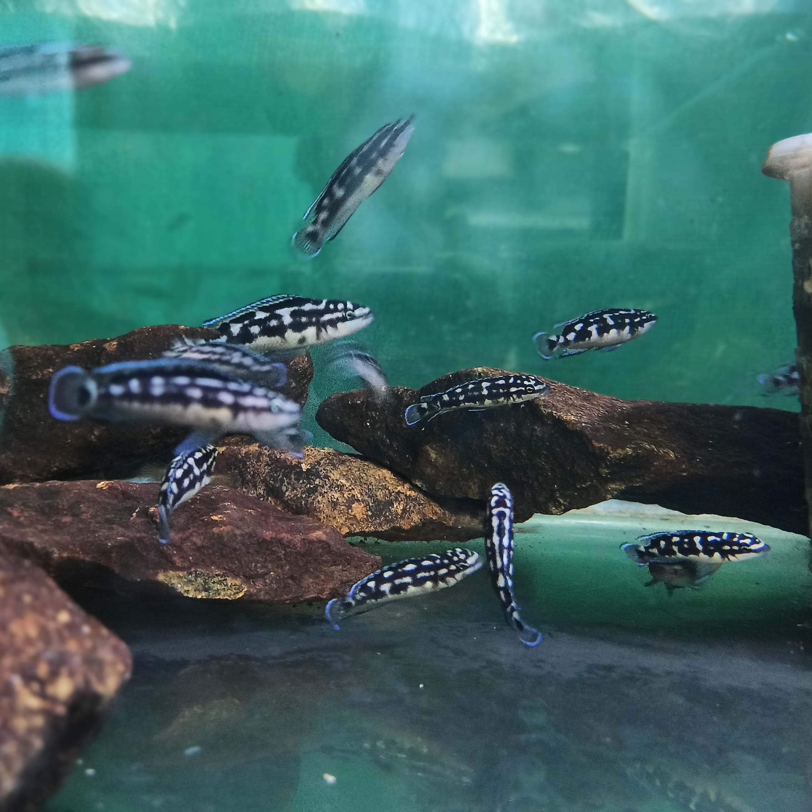 Masked Julie (Julidochromis transcriptus kissi bemba) - Premium Dwarf Cichlid for sale online at NeoBlue