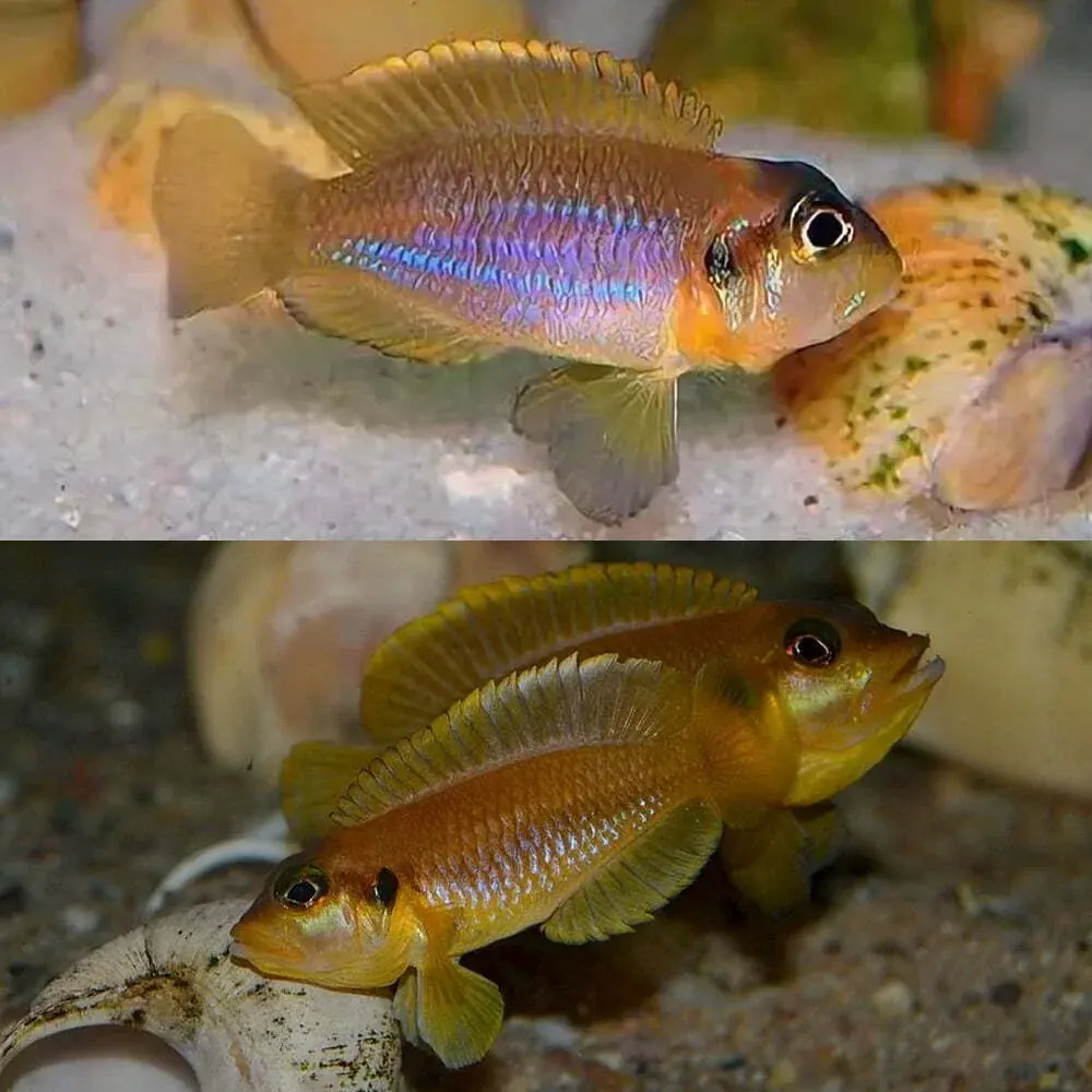 gold ocellatus (Lamprologus ocellatus ) - Premium Dwarf Cichlid for sale online at NeoBlue