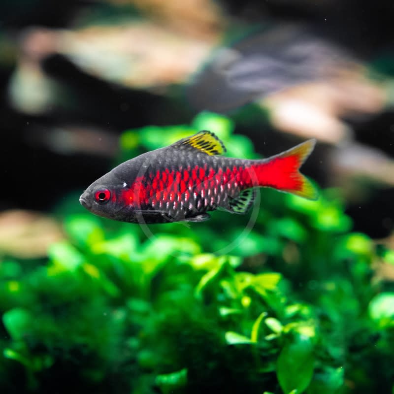 Odessa Barb (Pethia padamya) - Premium Barb fish 🐠 for sale online at NeoBlue