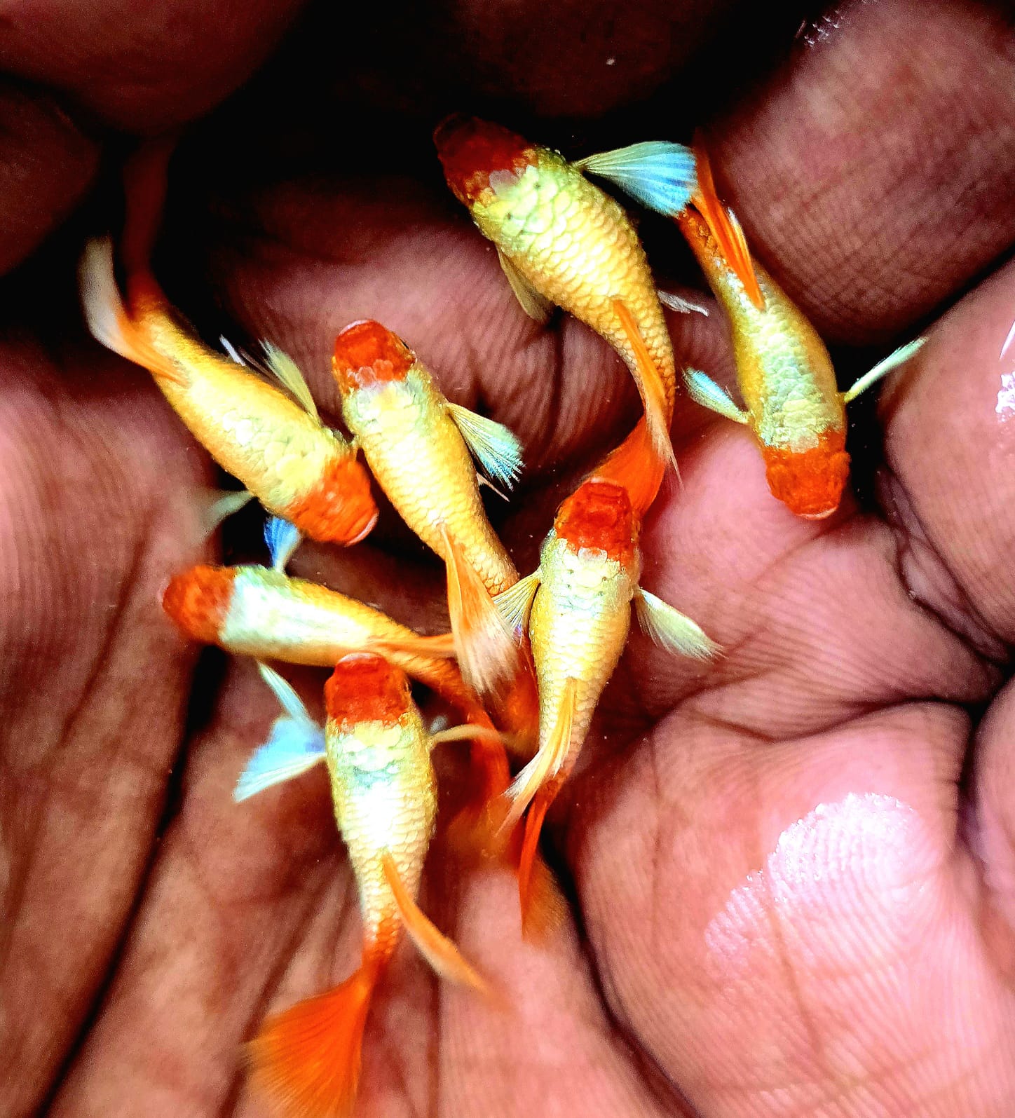 Koi Gold Short Body - Premium Guppies for sale online at NeoBlue