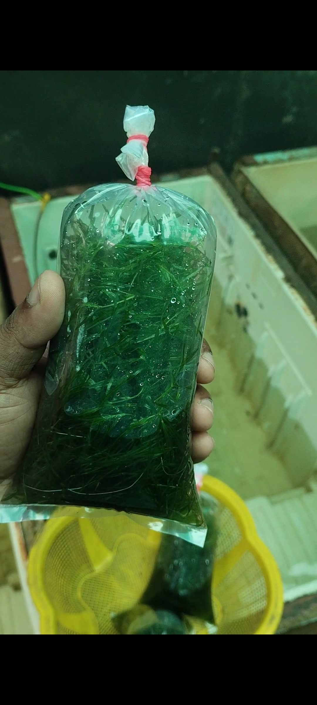 Guppy grass - Premium Live Plants for sale online at NeoBlue