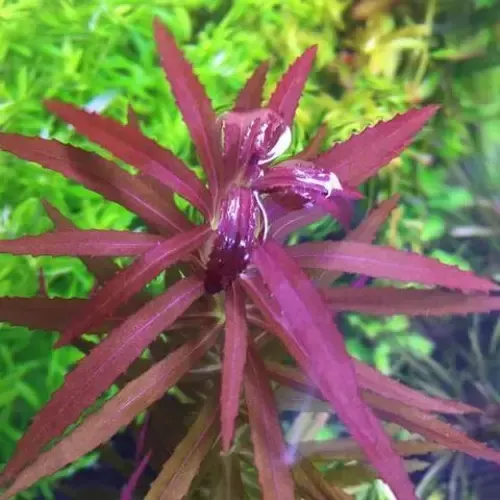 Limnophila aromatica purple pot - Premium Plants for sale online at NeoBlue