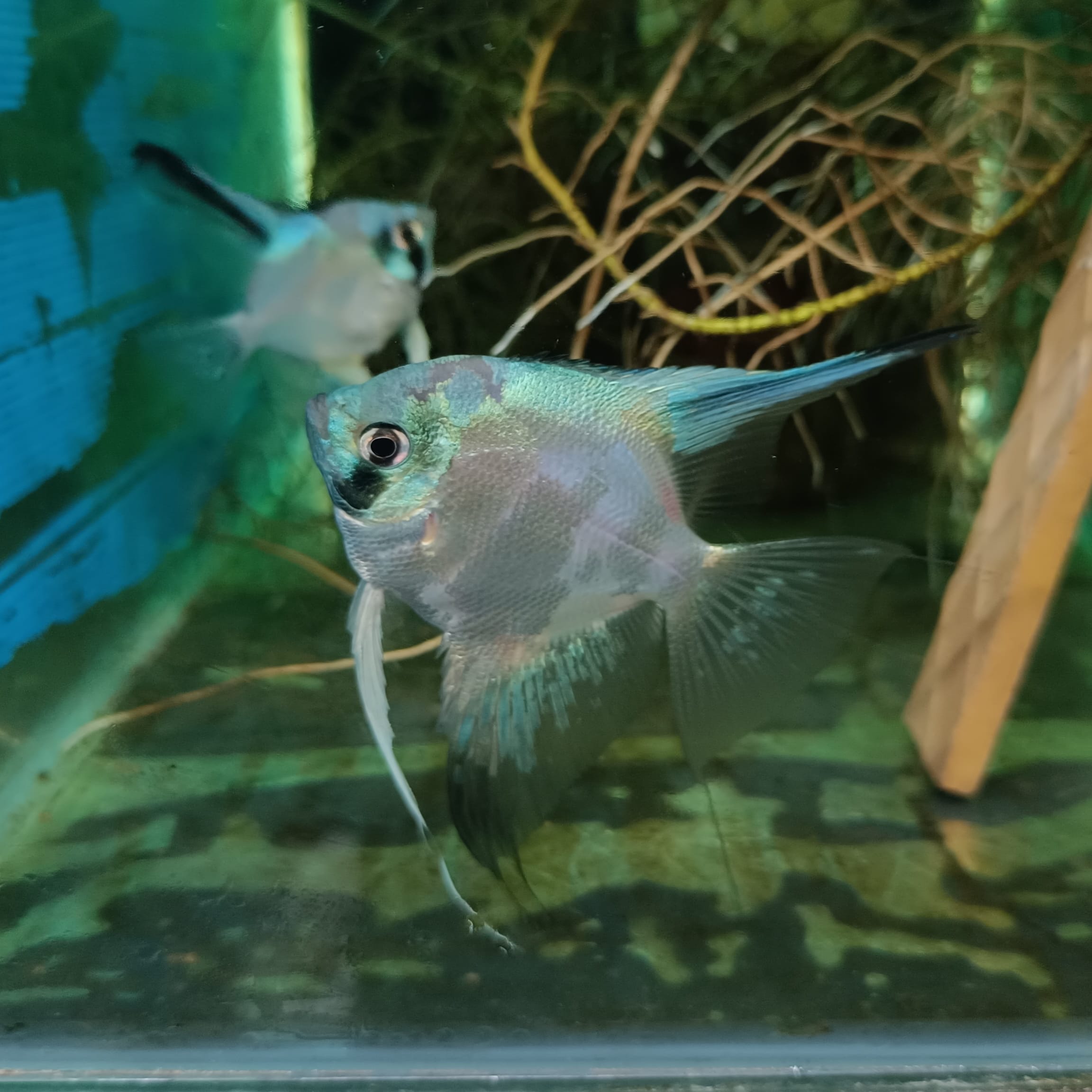 Blue Paraiba ( Pterophyllum scalare) - Premium Angelfish for sale online at NeoBlue