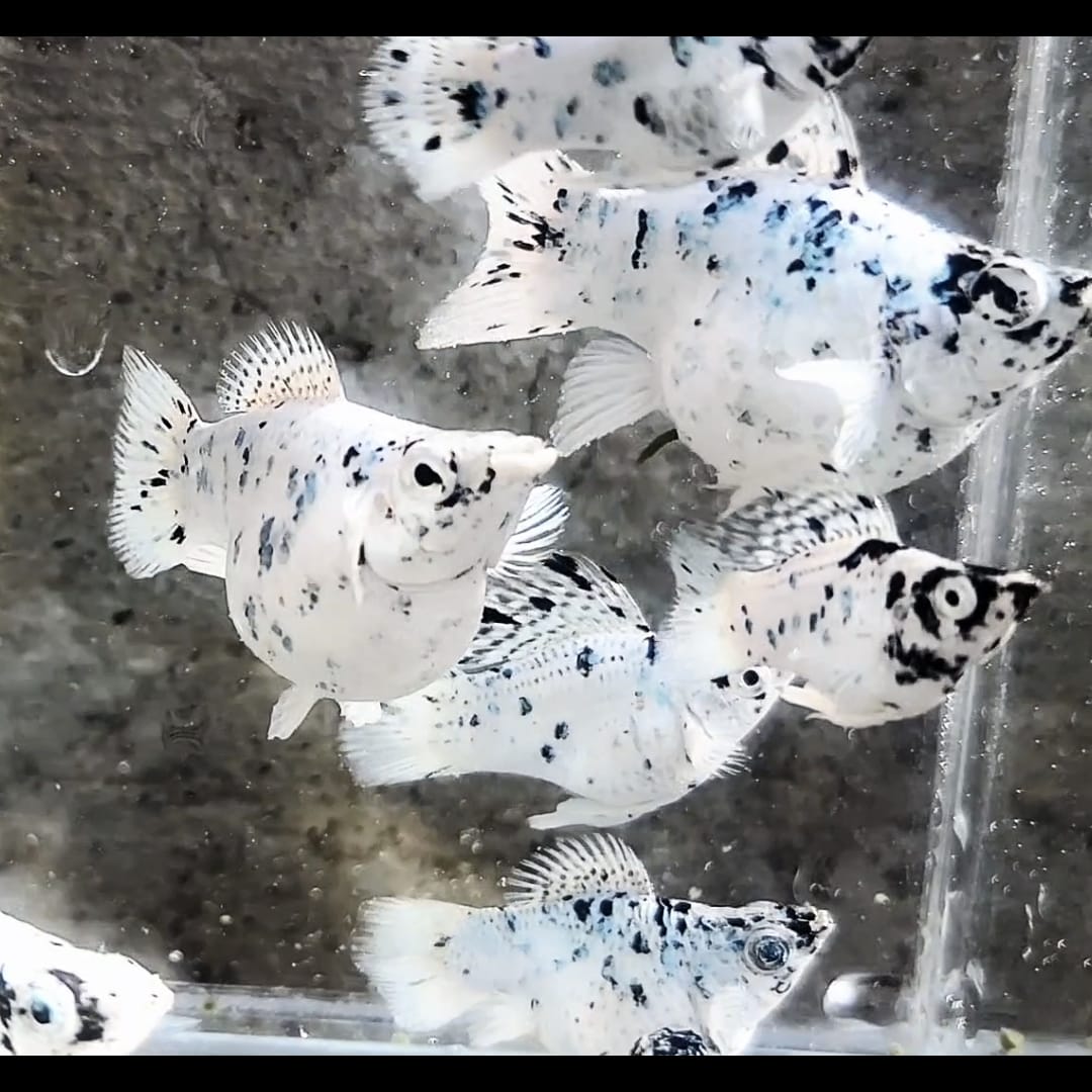 Platinum white dalmation balllon